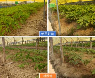 預防冷害、提高人參保苗率