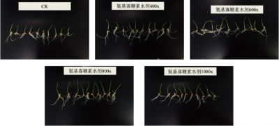 實驗2：好普拌種對小麥生長發育的影響