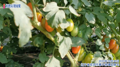 口感好 掛果多 防病 產量高:遼寧省莊河市栗子房鎮瓦房屯 (2020年10月)