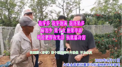 抗寒 座果率高 花芽多而飽滿 病害少:大連金普新區董家溝街道楊樹村(2020-2021)