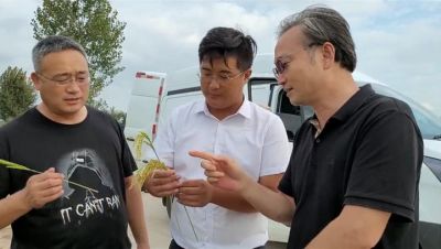 大連凱飛化學股份有限公司一行到袁隆平海水稻種植示范基地考察好普應用效果