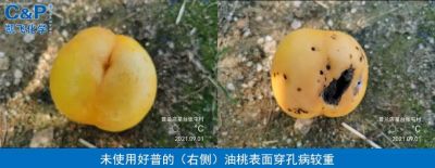 葉片健康 抗病效果好 商品率高 果個大 增產效果明顯:大連普蘭店市星臺鎮葡萄溝村(2021.9.1)