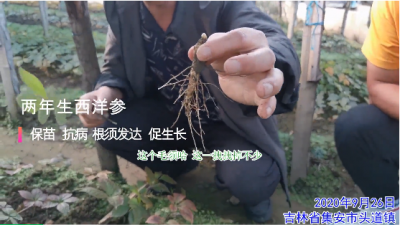 保苗 抗病 根須發達 促生長:吉林省吉安市頭道鎮兩年生西洋參(2020年9月)