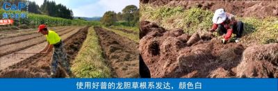 保苗 增產 病害少 根多 根深 根色正:遼寧撫順市清原滿族自治縣英額門鎮大林子村(2021.9)