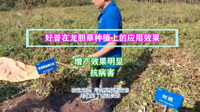 增產效果明顯、抗病害:撫順市清原滿族自治縣英額門鎮椽子溝村(2021.9.4)