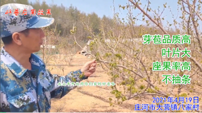 芽苞品質(zhì)高 葉片大 座果率高 不抽條:莊河大營(yíng)鎮(zhèn)八家村（2021年4月）