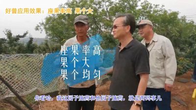 座果率高 果個(gè)大 果個(gè)均勻:陸地櫻桃(2020-2021)