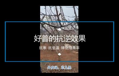 抗寒 抗低溫 降低縮果率:陸地櫻桃(2020-2021)