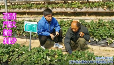 不斷茬 產量大 抗病 小果少:遼寧省東港市小甸子鎮后團山子村(2021年3月)