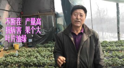 不斷茬 產量高 抗病害 果個大 葉片油綠:遼寧省莊河市蓉花山鎮前發村婁屯(2021年3月）