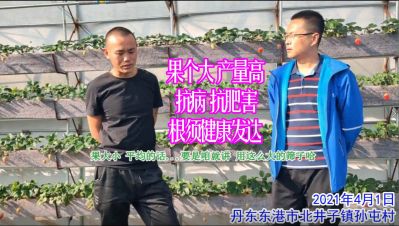 保苗 抗病 抗肥害 根須健康發達:丹東東港市北井子鎮孫屯村(2021年4月)