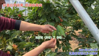 對病毒病防控效果好：瓦房店市駝山鄉付廟村（2021年4月）