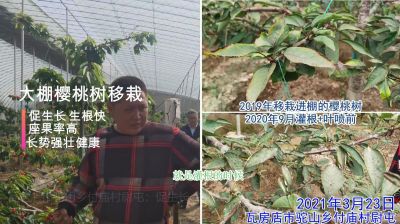 促生長 生根快 座果率高 長勢強壯:瓦房店市駝山鄉付廟村大棚櫻桃樹移栽(2021年3月)