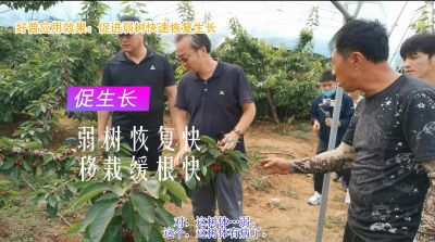 促進生長 弱樹恢復快 移栽緩根快(2020-2021)