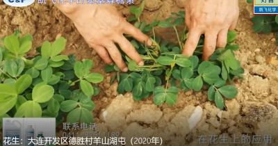 果勻、增產、品相好:大連開發區德勝村羊山湖屯(2020年7月)