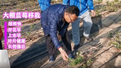 緩根快 開花早 上市早 葉片健康 長勢強壯:莊河市仙人洞鎮冰峪溝村藍莓移栽(2021年1月)