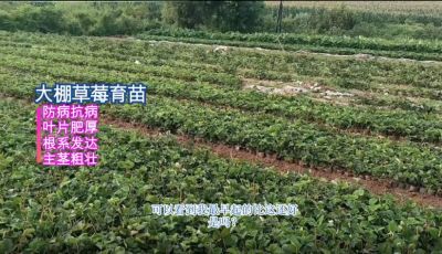 抗病、葉片濃綠增厚、主莖粗壯、根系發達：東港小甸子鎮（2021.8）