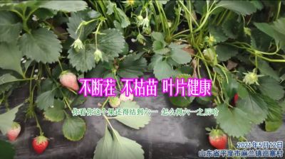 不斷茬 不枯苗 葉片健康:山東省平度市麻蘭鎮巡寨村(2021年5月)
