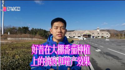 抗病、增產、提升果品：旅順三寰牧場大棚番茄（2020.12）