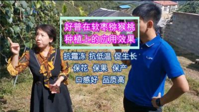 寬甸縣青椅鎮軟棗獼猴桃：抗霜凍 促生長 保花 保果 保產（2020.9）