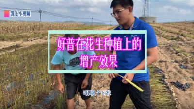 普蘭店雙塔鎮雙塔村塔東屯：促生根、增產、提高品質（2021年9月）