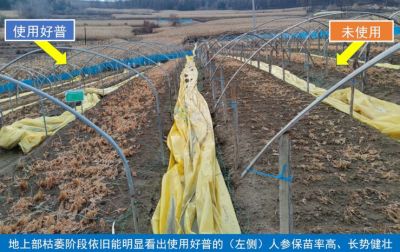 吉林人參進入入冬前防寒期，好普在人參上的應用示范有序開展