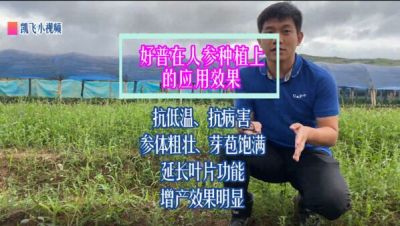 抗低溫、防病害、參體粗壯、芽孢飽滿，延長葉片功能，增產效果明顯：吉林省延邊自治州安圖縣臺前村（2021年9月）