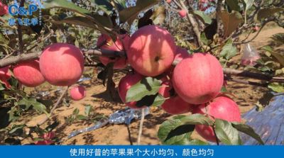 轉(zhuǎn)色快 色澤艷麗 果個(gè)均勻：長(zhǎng)富2號(hào)蘋果  瓦房店永寧鎮(zhèn)劉家溝（2021.10）