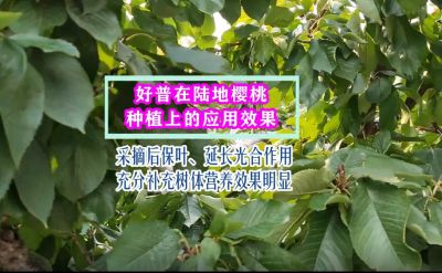 好普在櫻桃采摘后的作用：保葉 延長光合作用 增加樹體養分積累效果明顯 大連市七頂山(2021.10)