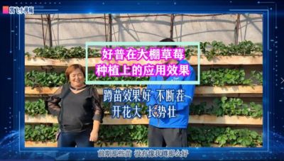 蹲苗效果好、不斷茬、開花大、長勢壯:?東港市馬家店鎮大棚草莓（2021.10.29）