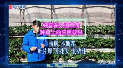 抗病不斷茬、葉片厚、開花大、長勢壯：東港市合隆鎮大棚草莓(2021.10.29)