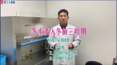 冬小麥三葉期：促生根、提高葉綠素含量、增加葉片面積；山東菏澤市孟海鎮(zhèn)（2021.12.10）