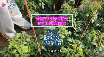 根葉好、花芽分化好、抗病能力強：金州華家街道孫屯 大棚草莓柿子（2021.12.16）