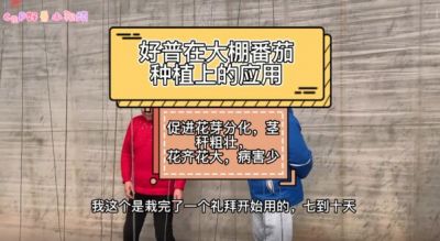 促進花芽分化、花齊花大、病害少:大連市華家街道金星村(2022.2.18)
