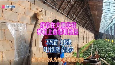 不死苗、上花快、葉片黑亮、結果多：莊河市光明山鎮喬屯村大棚草莓（2022.1.4）