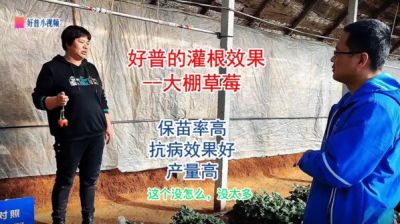 保苗率高、抗病效果好、產量高:莊河市光明山鎮小營子村 大棚草莓（2022.1.4）