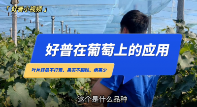 葉片舒展不打蔫、果實(shí)不蹦粒、病害少：金州區(qū)七頂山巨峰葡萄(2022.6.24)