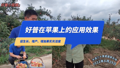 促生長(zhǎng)、增產(chǎn)、增加果實(shí)光潔度：大連三十里堡蘋果（2022.8.29）
