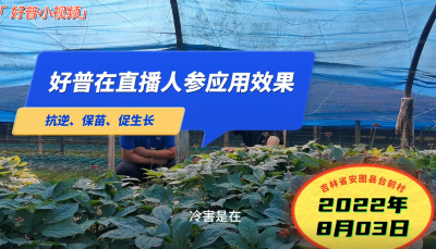 抗逆、保苗、促生長：吉林安圖縣人參（2022.8.3）