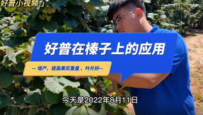 增產(chǎn)、提高果實(shí)重量、葉片好:莊河市大營(yíng)鎮(zhèn)八家村榛子（2022.8.11）