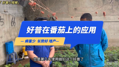 病害少、長勢好：大連市金州區華家街道番茄（2022.10.10）