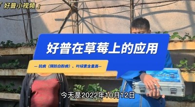 葉綠素含量高、抗病：東港市馬家店鎮草莓（2022.10.12）