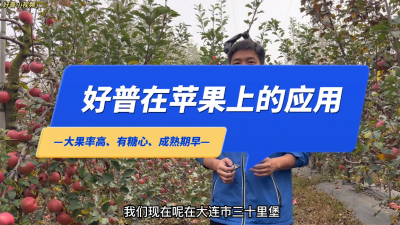 大果率高、有糖心、成熟期早：大連市金州區(qū)三十里堡街道馬圈農(nóng)場(chǎng)矮化富士蘋果（2022.10.31）
