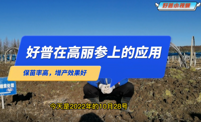 保苗率高、增產效果好：延邊州安圖縣臺前村高麗參（2022.10.28）