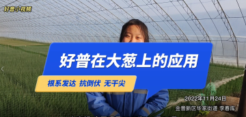 根系發達、抗倒伏、無干尖：大連市金普新區華家街道大蔥（2022.11.24）