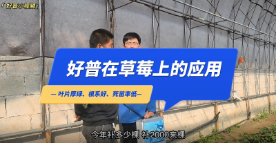 葉片厚綠、根系好、死苗率低：莊河市仙人洞鎮草莓（2022.11.1）