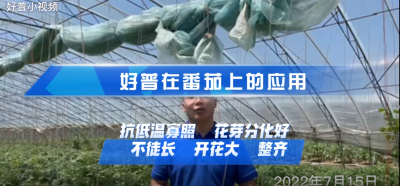 花芽分化好、不徒長、開花好：大連市金普新區登沙河街道叢家金星村番茄（2022.7.15）