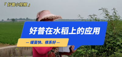 緩苗快、根系好：營口市大石橋市后劉村水稻（2022.7.25）