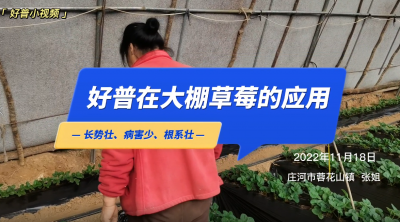 長勢壯、病害少、根系壯：莊河市蓉花山鎮草莓（2022.11.18）