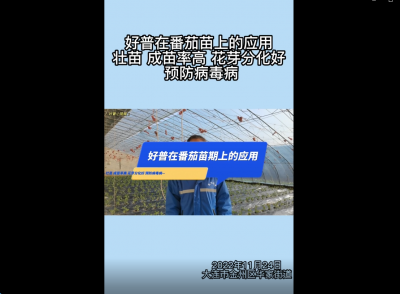 成苗率、花芽分化好、預防病毒病：大連市金普新區華家街道番茄（2022.11.24）